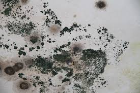 Black Mould